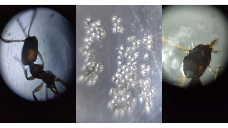 Samples of live ants, pollen and kelp observed by students using Foldscopes