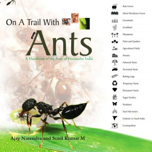 On a Trail with Ants