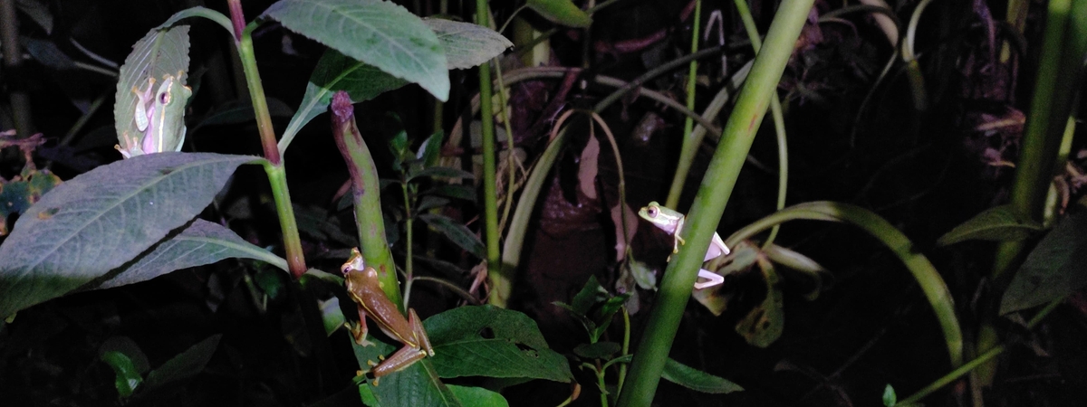 The Rhacophorus lateralis in their typical habitat.