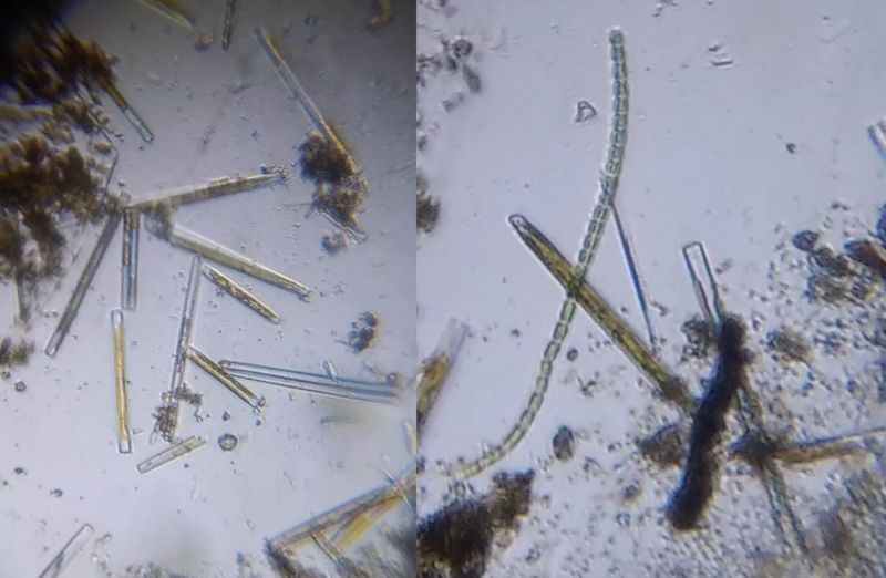 Live diatom samples of the genus Ulnaria observed under a Foldscope.
